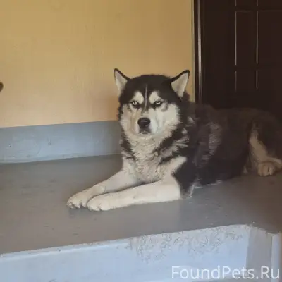 Пропали собаки, Невский район