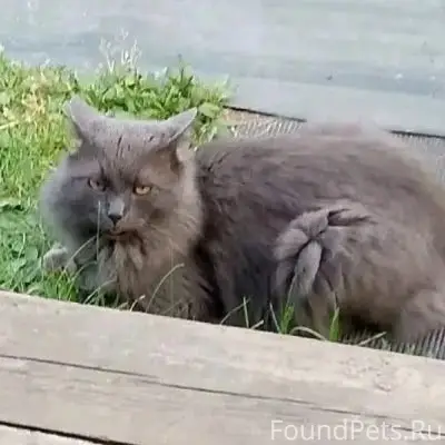 Пропал кот Котя, снт Кирасозеро Труд-3