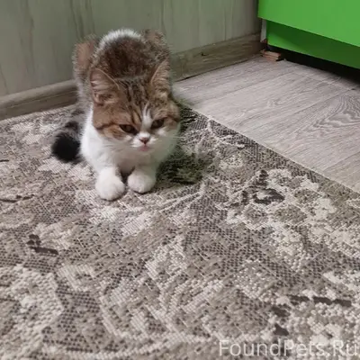 Пропал кот, Приозерный