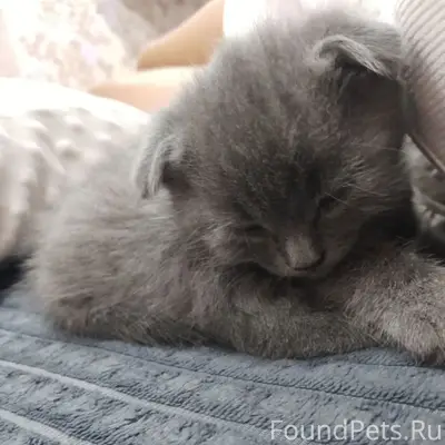 Пропал котёнок, улица Горького 77