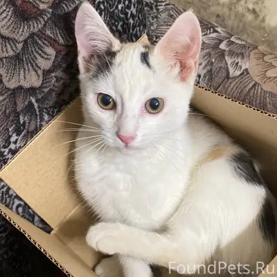 Пропала кошка, Северная улица