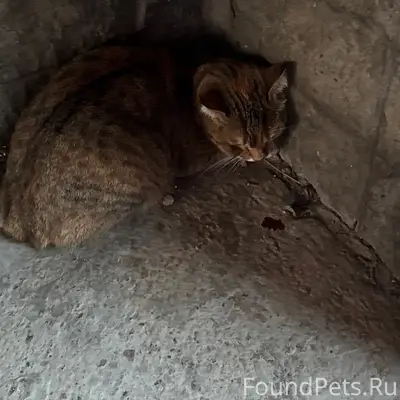 Найдена кошка, Индустриальный район