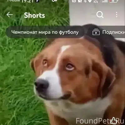 Пропала собака, Павловский Посад