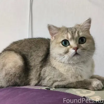 Пропала кошечка. 