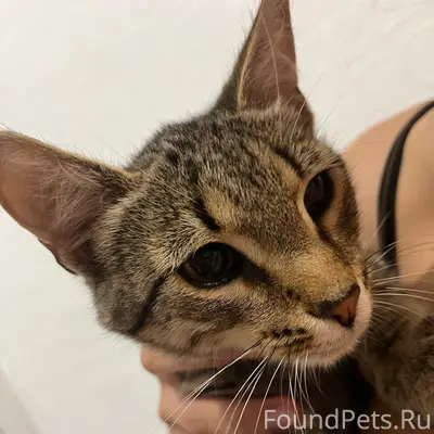Найден котёнок, Травницкого