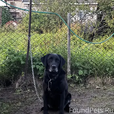 Найденна собака, район Чкалова