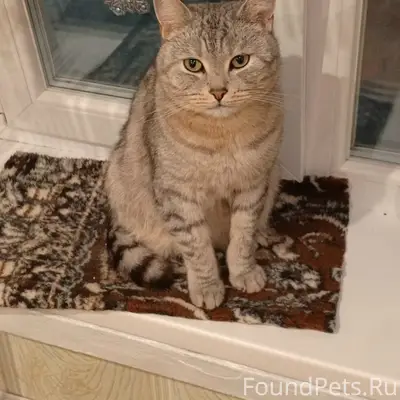 Пропал кот Василий, район Доброй