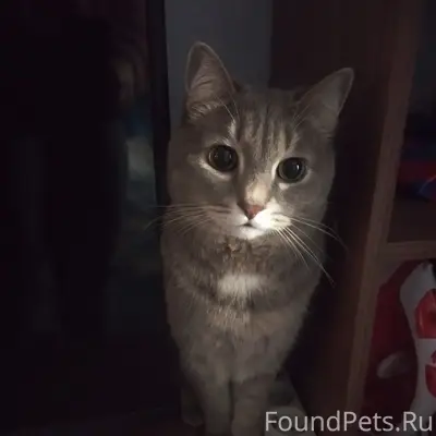 Пропал кот, ул. Южная