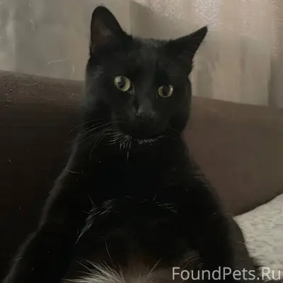 Пропал кот 