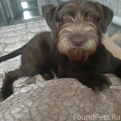 Пропала собака Изи, район Юбилейной улицы