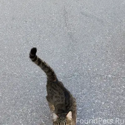 Найдена кошка, прихрамывает, Радиогорка