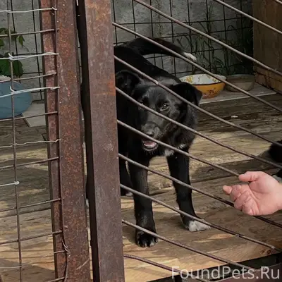 Пропала собака, база на Пионерской