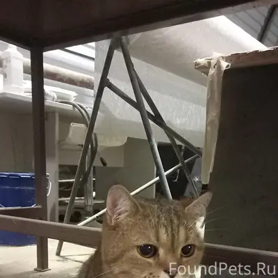 Найден кот
