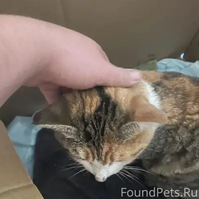 Найдена кошка, Заречье