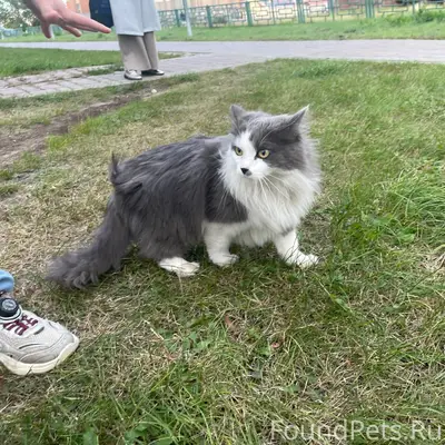 Найдена кошка, район Оленной 10