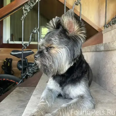 Пропал Цезарь, район Дзержинский