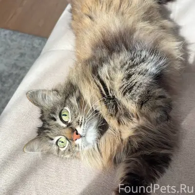 Потерялась кошечка,зовут маруся 