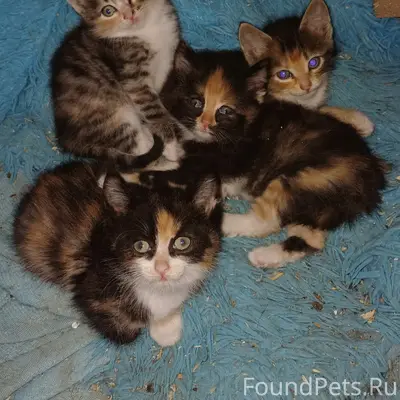 Найдены котята, ищут дом