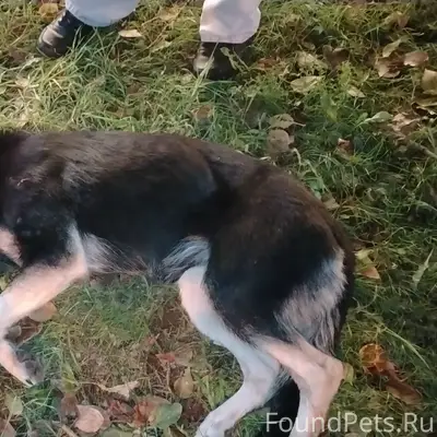 Найден апатичный пёс с повреждением, Солнечный район