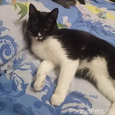 Пропала кошка Мася, Нижний Новгород, Новинки