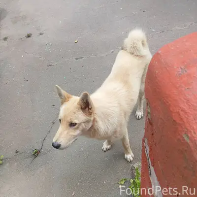 Найденна собака, район к/т Лодзь