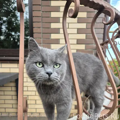 Найден кот, частный сектор Марьинка