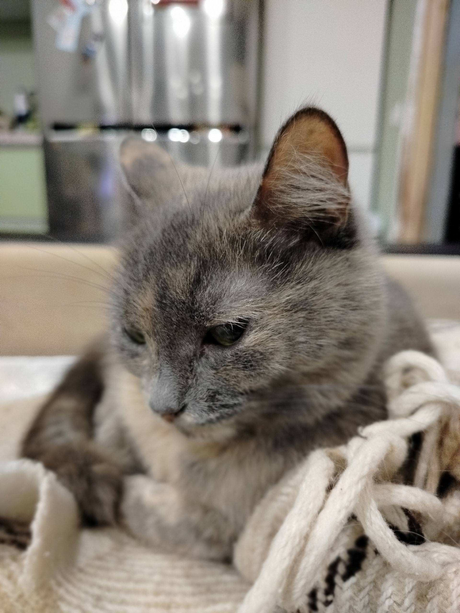 Пропала кошка, район звездочка