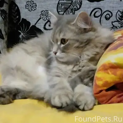Пропала кошка, серая с белым