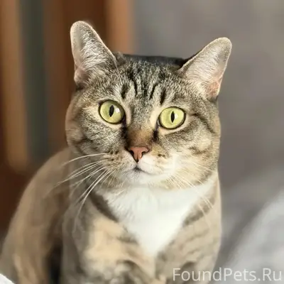 Пропала кошка София, Ватутина 35