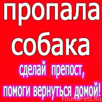 Пропал лабрадор Шанти, улица Комсомольская, Переславль