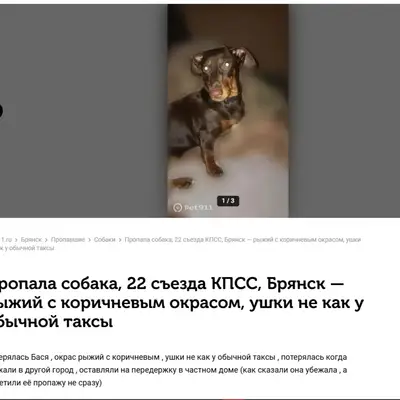 Пропала карликовая такса Бася, Бежицкий район