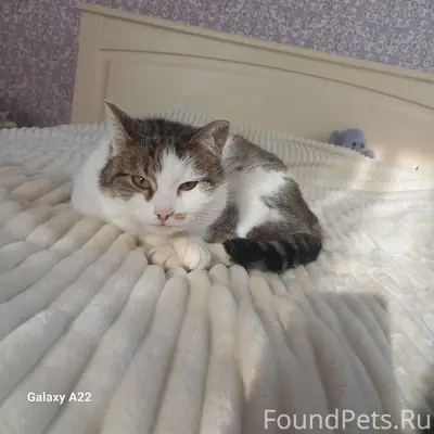 Пропала кошка Конфета, Д Бурцево