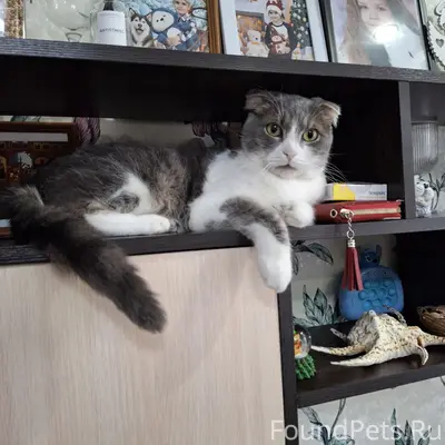 Пропал кот, 3-й участок