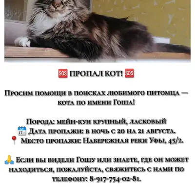 Пропал мейн-кун Гоша, Набережная реки Уфы