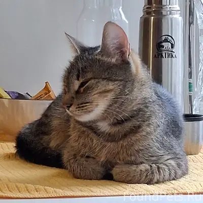Пропала кошка, Октябрьский 49/1