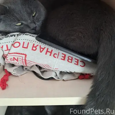Пропал котик,мы его ждём,верните если кто взял,мы его очень любим.