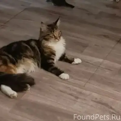 Пропала кошка, место пропажи не указано