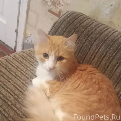 Пропал кот Тимофей, район улицы Лопатина