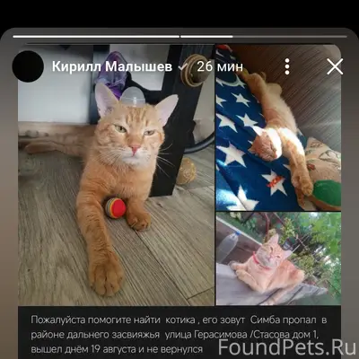 Пропал кот Симба