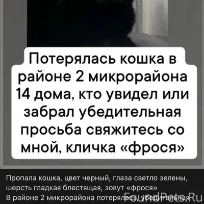 Пропала кошка,