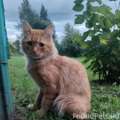 Найден рыжий кот, Княгининский район
