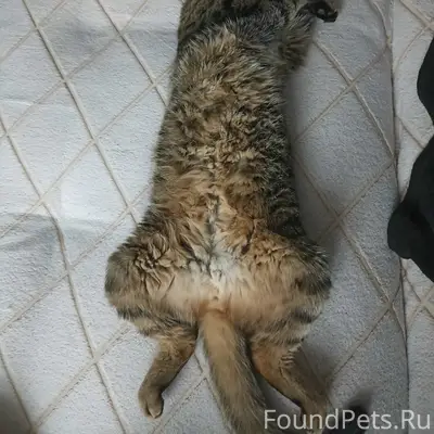 Пропал кот, Литейный 1а