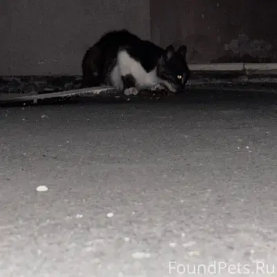 Найдена гладкошёрстная кошка, Приморский бульвар