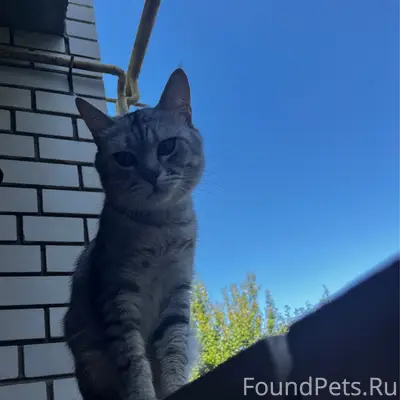 Пропал кот Семён, 1-й проезд Скоморохова