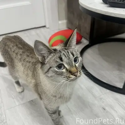 Пропала бежевая кошка 