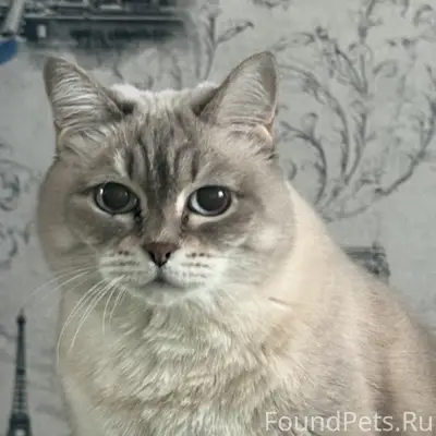 Пропала кошка