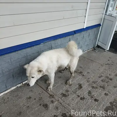 Пропал пес, у "союза"