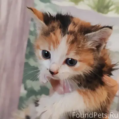 Найдены котята в деревне
