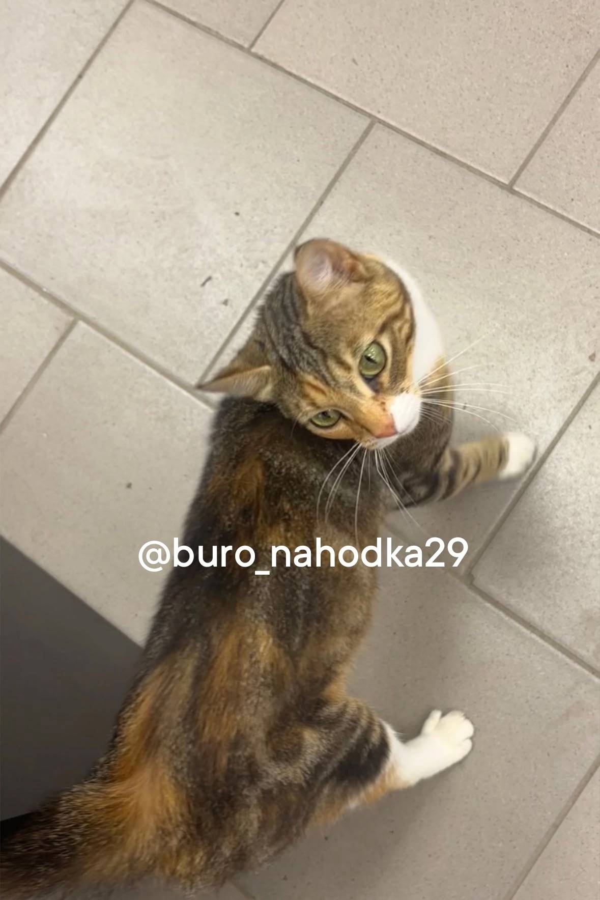 Найдена кошка, второй лесозавод