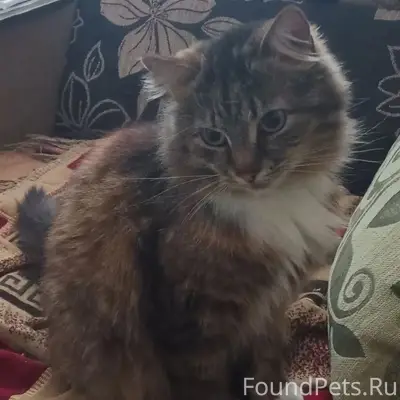 Пропала кошка Микки, район бывшей типографии